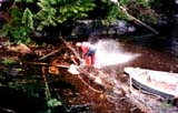 cedar logs being freed