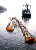 cedar logs being towed
